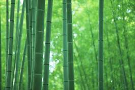 Plakat droga bambus krajobraz atrakcyjność turystyczna