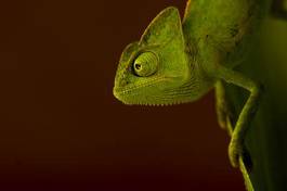 Plakat las kameleon zwierzę roślinność