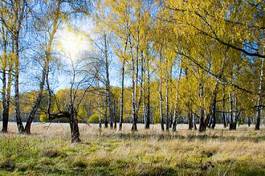 Obraz na płótnie aleja słońce las jesień park