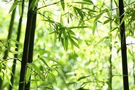 Fotoroleta natura japonia tropikalny japoński chiny
