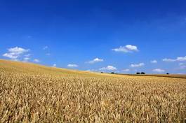 Obraz na płótnie niebo wieś natura rolnictwo pole