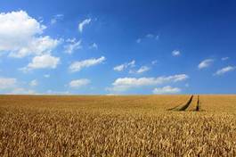 Naklejka rolnictwo lato pszenica wieś niebo