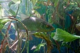 Obraz na płótnie ryba roślina zwierzę
