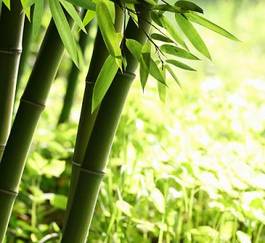 Naklejka drzewa ogród zen japoński roślina