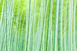 Plakat japonia krajobraz bambus roślina