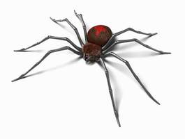 Obraz na płótnie zwierzę natura dziki pająk