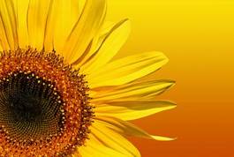 Plakat słonecznik piękny ogród szczyt lato