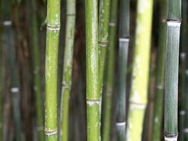 Fotoroleta bambus natura las roślina