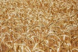 Fototapeta rolnictwo pszenica żyto zboże lato