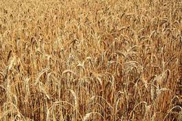 Naklejka pszenica jedzenie rolnictwo niebo żyto