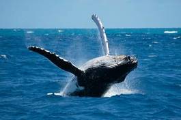 Fotoroleta ssak marin wieloryb