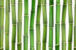 Obraz na płótnie bambus roślina zielony
