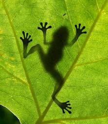 Obraz na płótnie płaz drzewa żaba natura ładny