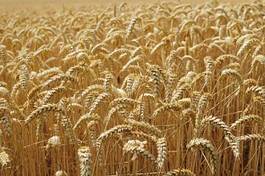Fotoroleta rolnictwo jęczmień zboże pszenica słoma