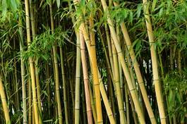 Naklejka dżungla ogród tropikalny bambus wzór