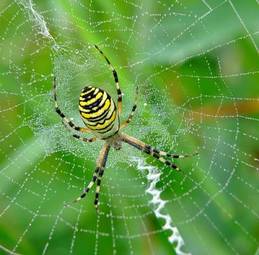 Obraz na płótnie pająk zwierzę natura