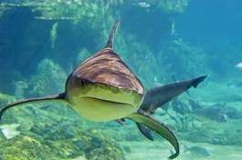 Obraz na płótnie ryba rekin australia rafa