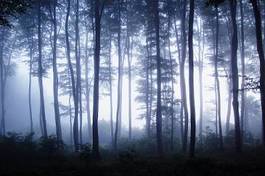 Fototapeta piękny noc drzewa słońce las