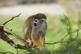 Fototapeta ładny ssak małpa