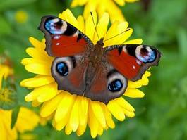 Fotoroleta jesień motyl fauna zwierzę natura