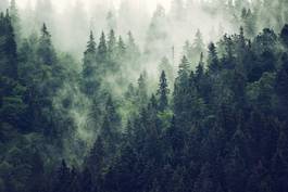 Naklejka góra wzgórze las