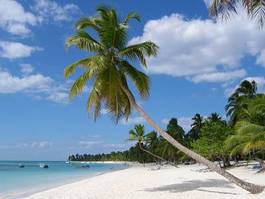 Fotoroleta niebo plaża morze palma