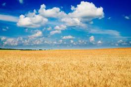 Fotoroleta pejzaż lato pszenica wiejski