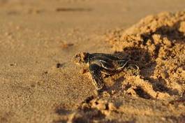 Naklejka południe żółw tropikalny plaża