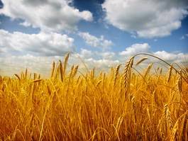 Obraz na płótnie słońce pszenica rolnictwo owies