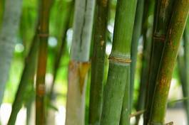Naklejka spokojny azja bambus