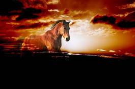 Naklejka koń andaluzyjski niebo sundown