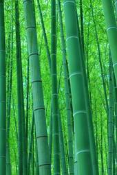 Fotoroleta roślina bambus naciągnąć tło kwota