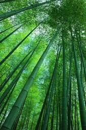 Plakat japonia bambus roślina rosnący