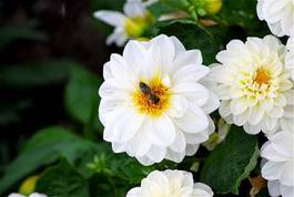 Fotoroleta lato kwiat biały makro zielony