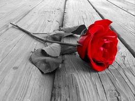 Naklejka czerwona róża na drewnianym tle