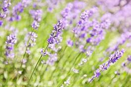 Obraz na płótnie natura ogród aromaterapia kwiat