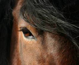Obraz na płótnie zwierzę oko koń rzęsa