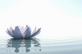 Fototapeta zen- kwiat lotou na wodzie
