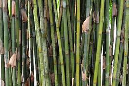 Plakat ogród bambus dziki