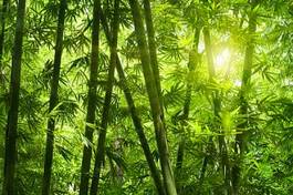 Fototapeta słońce przebijające się przez bambusy