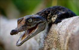Naklejka krokodyl aligator płaz zwierzę