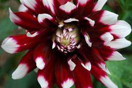 Fotoroleta kwiat dalia roślina czerwony biały