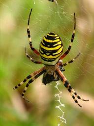Obraz na płótnie ogród pająk tkactwo pajęczak drut