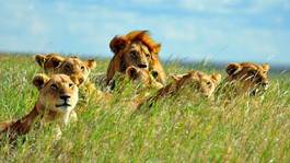 Plakat safari dziki ssak afryka lew