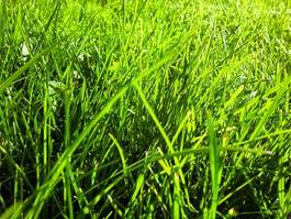 Obraz na płótnie natura pole trawa naturalny
