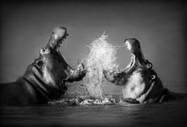 Plakat hipopotam natura dziki ssak