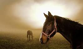 Fototapeta zwierzę koń oko słońce haze