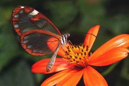 Naklejka natura motyl kopia życie owad
