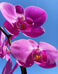Naklejka natura aromaterapia błękitne niebo fiołek ładny