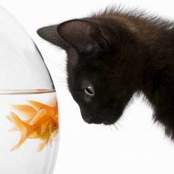 Fotoroleta kociak ładny kot ssak ryba